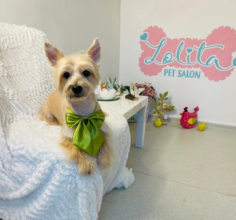 Lolita Pet Salon - Salon cosmetica animale