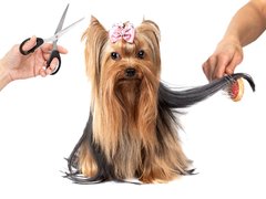 Lolita Pet Salon - Salon cosmetica animale